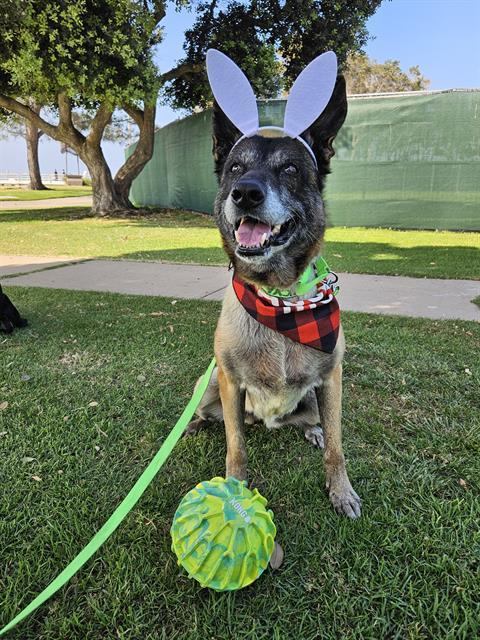 Enlarge MATCHA, a Adoptable German Shepherd Dog in Chula Vista, CA image 1/1