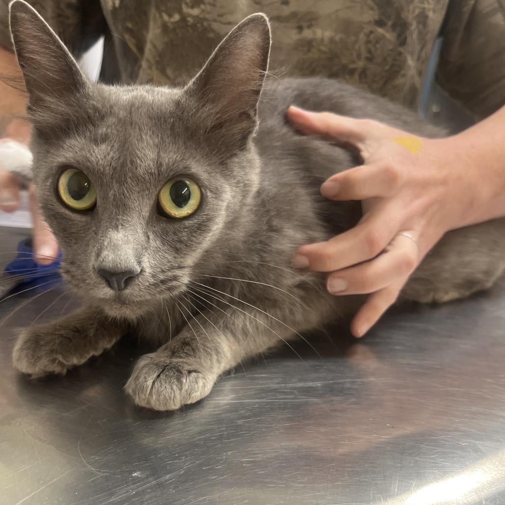 Bo Peep, Adoptable, Young Female Domestic Short Hair.