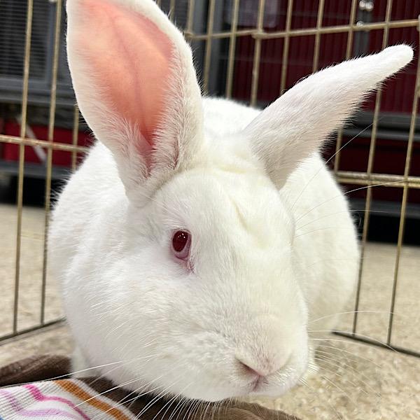 Roger -- Bonded Buddy With Lylla photo