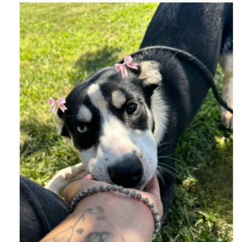 Enlarge Molly, a Adoptable mixed breed in San Diego, CA image 1/3