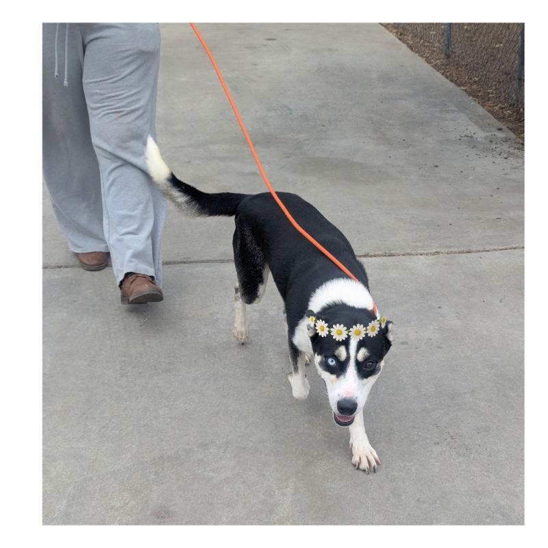 Enlarge Molly, a Adoptable mixed breed in San Diego, CA image 3/3