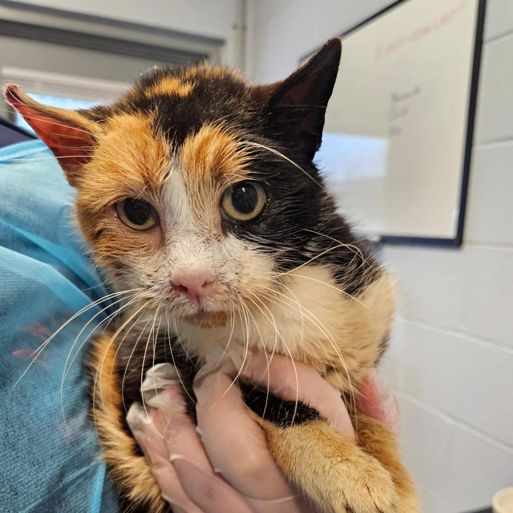 Clarice - IN FOSTER, a Adoptable Domestic Short Hair in Birdsboro, PA image 1/2