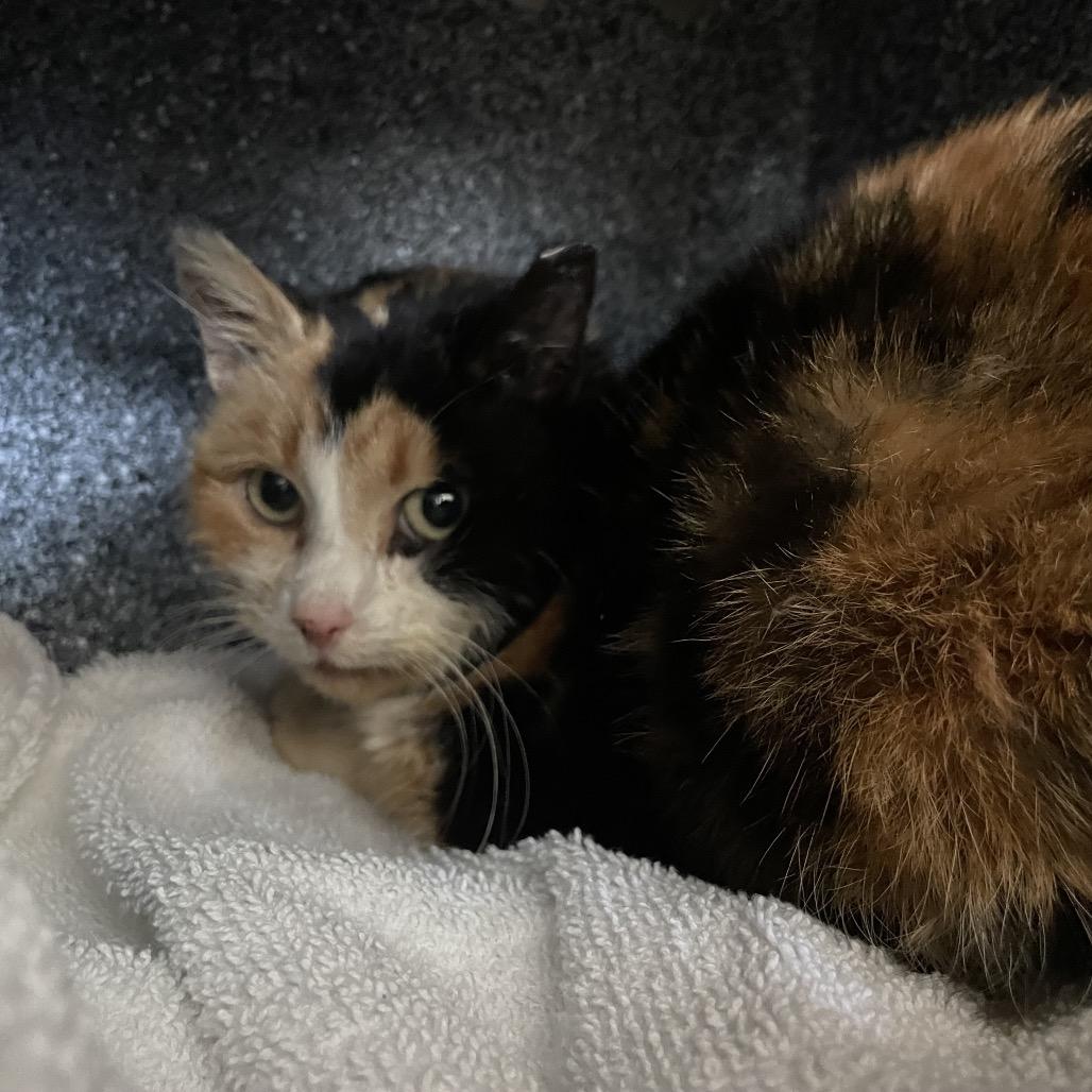 Clarice - IN FOSTER, a Adoptable Domestic Short Hair in Birdsboro, PA image 2/2