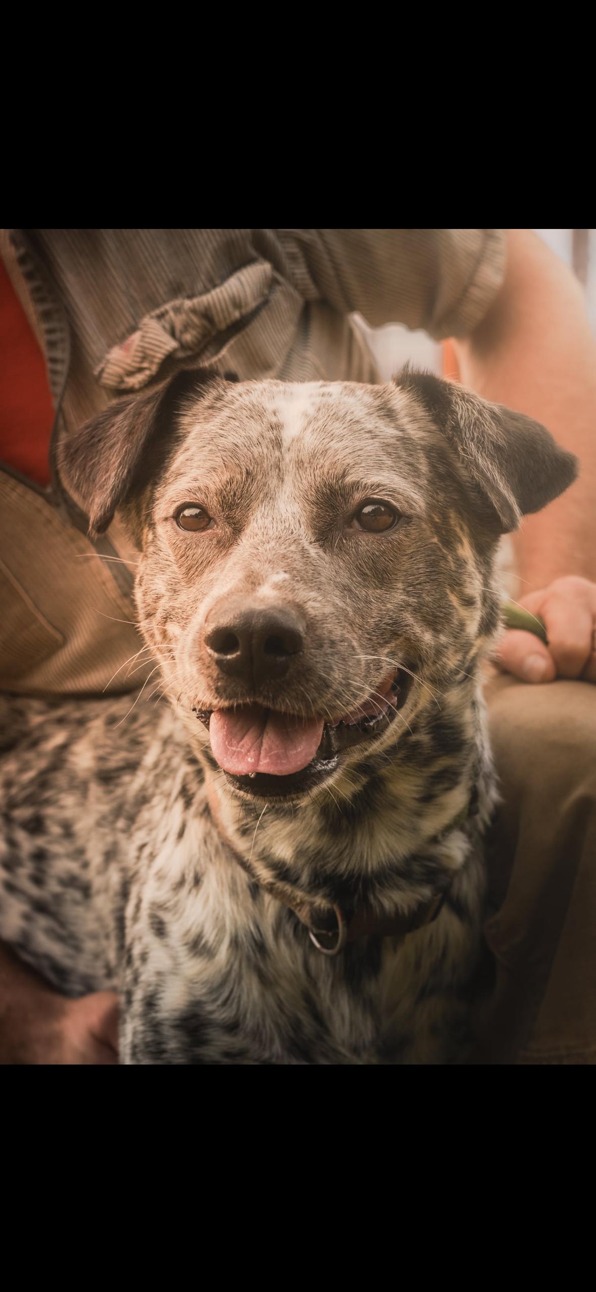 Enlarge Spot, a Adoptable mixed breed in Tillamook, OR image 4/5