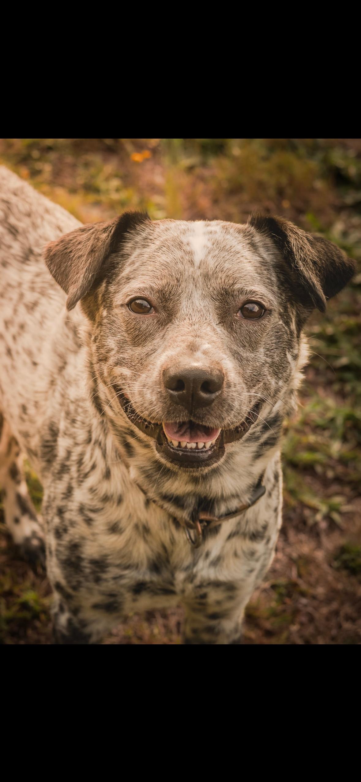 Enlarge Spot, a Adoptable mixed breed in Tillamook, OR image 5/5