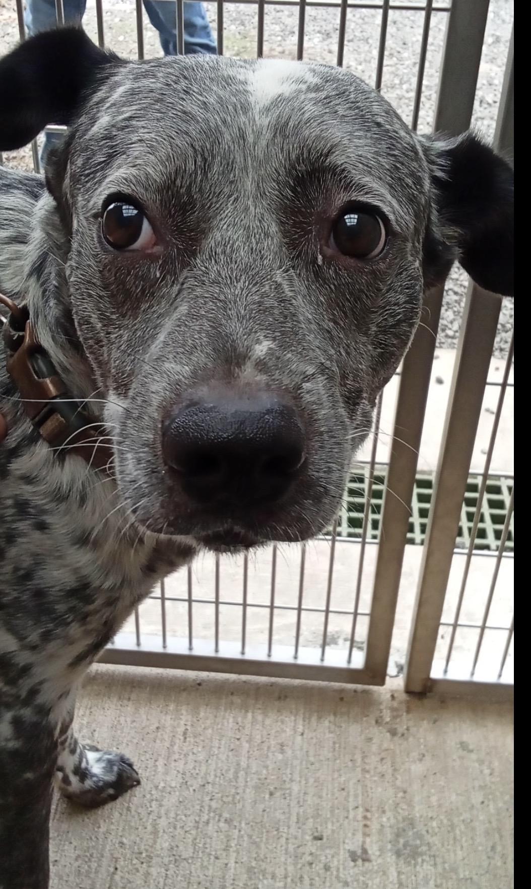 Spot, Adoptable, Young Male English Pointer & Australian Cattle Dog / Blue Heeler.