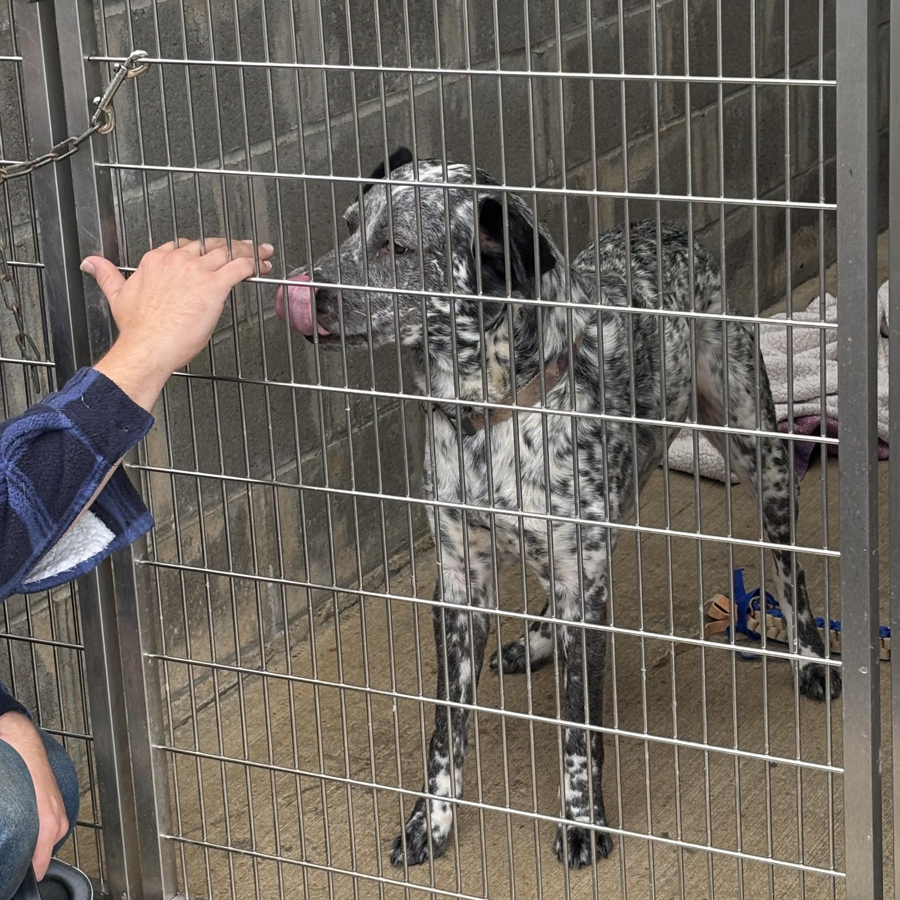 Enlarge Spot, a Adoptable mixed breed in Tillamook, OR image 2/5