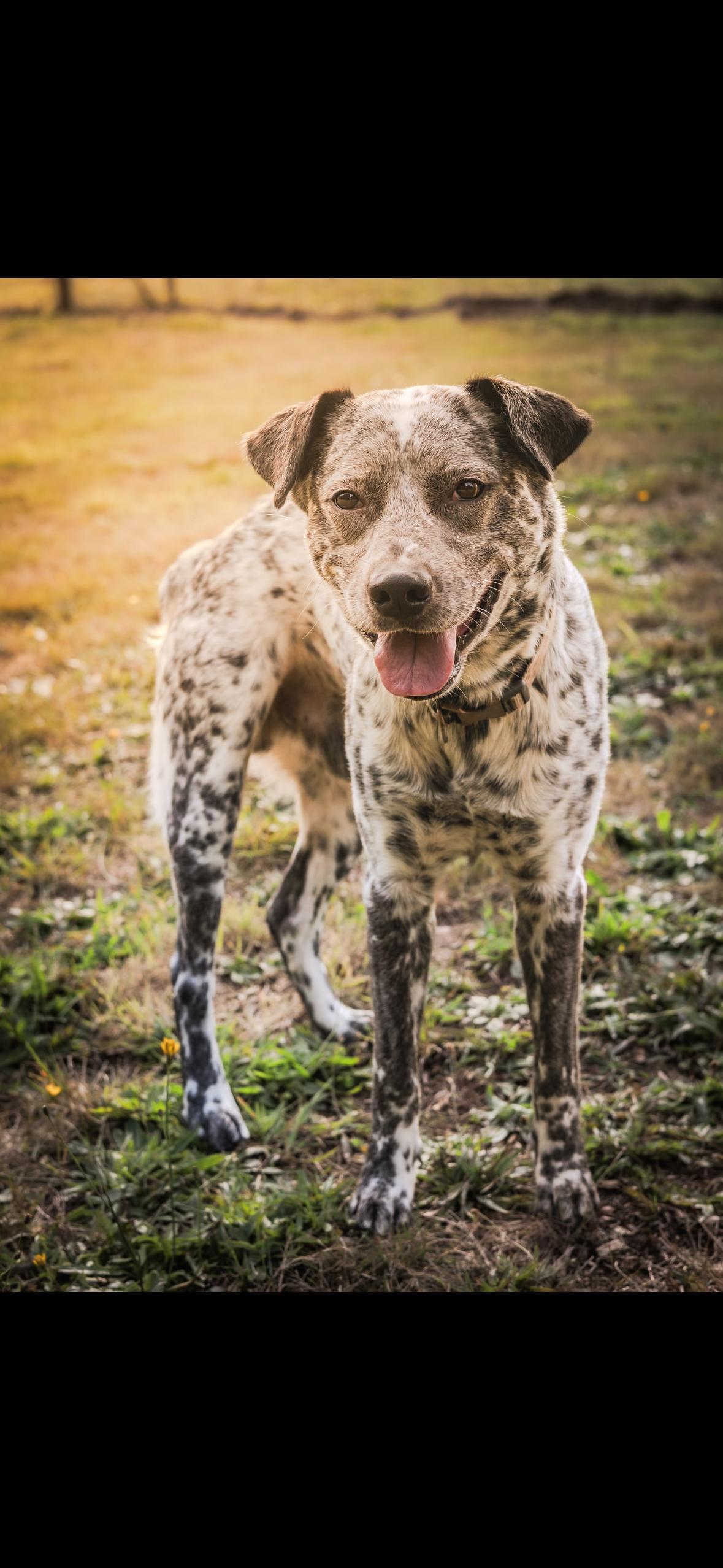 Enlarge Spot, a Adoptable mixed breed in Tillamook, OR image 3/5
