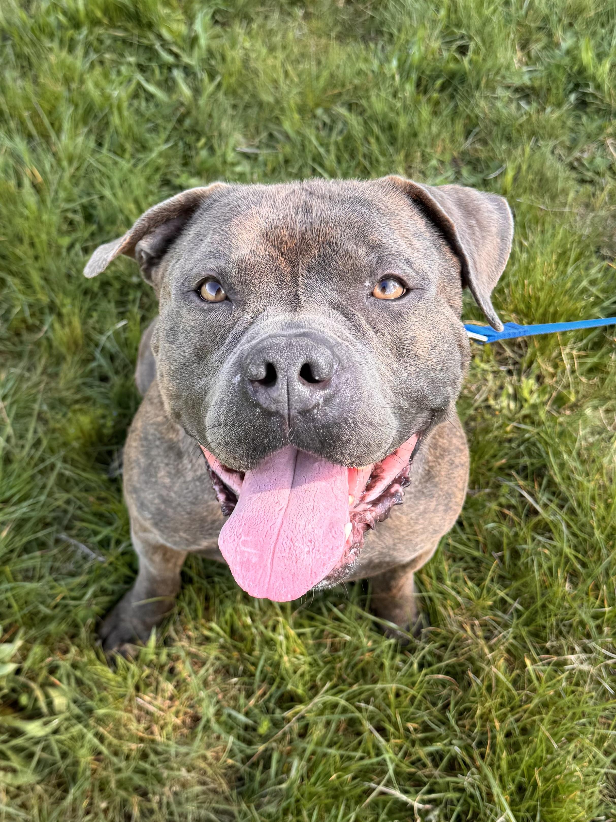 Rocko , Adoptable, Adult Male Staffordshire Bull Terrier & English Bulldog.
