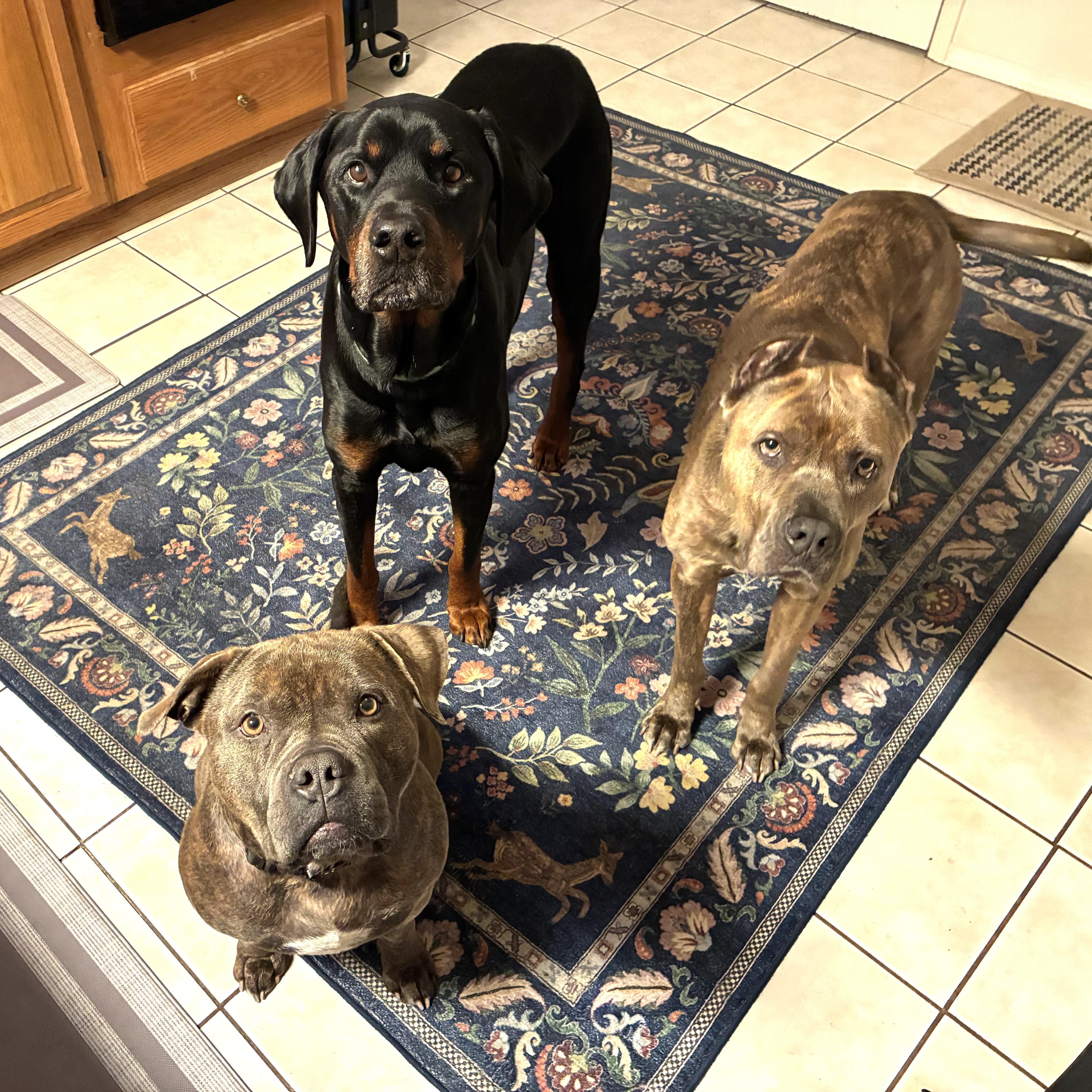 Rocko , a Adoptable mixed breed in Portland, OR image 3/6