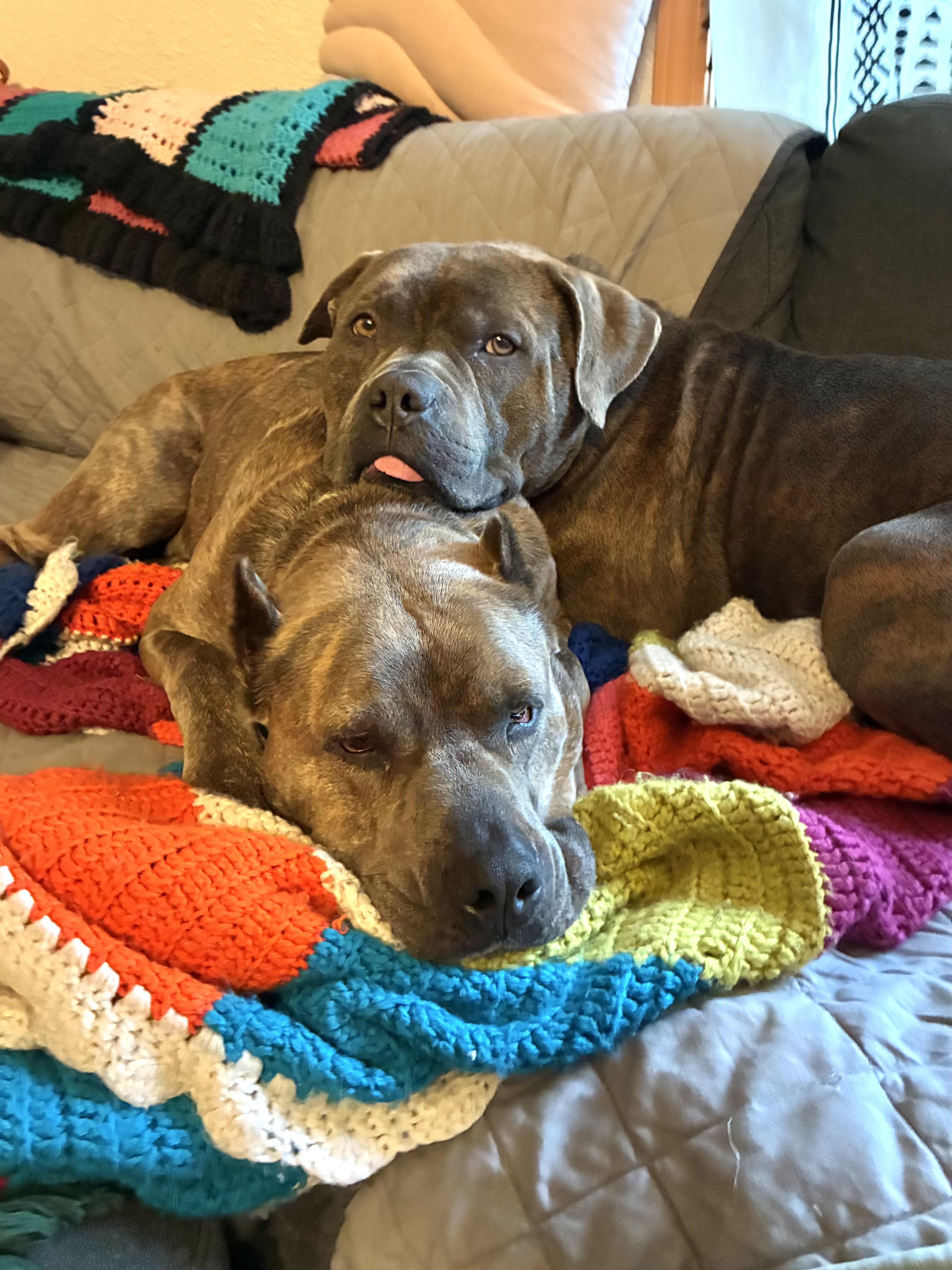Rocko , a Adoptable mixed breed in Portland, OR image 2/6