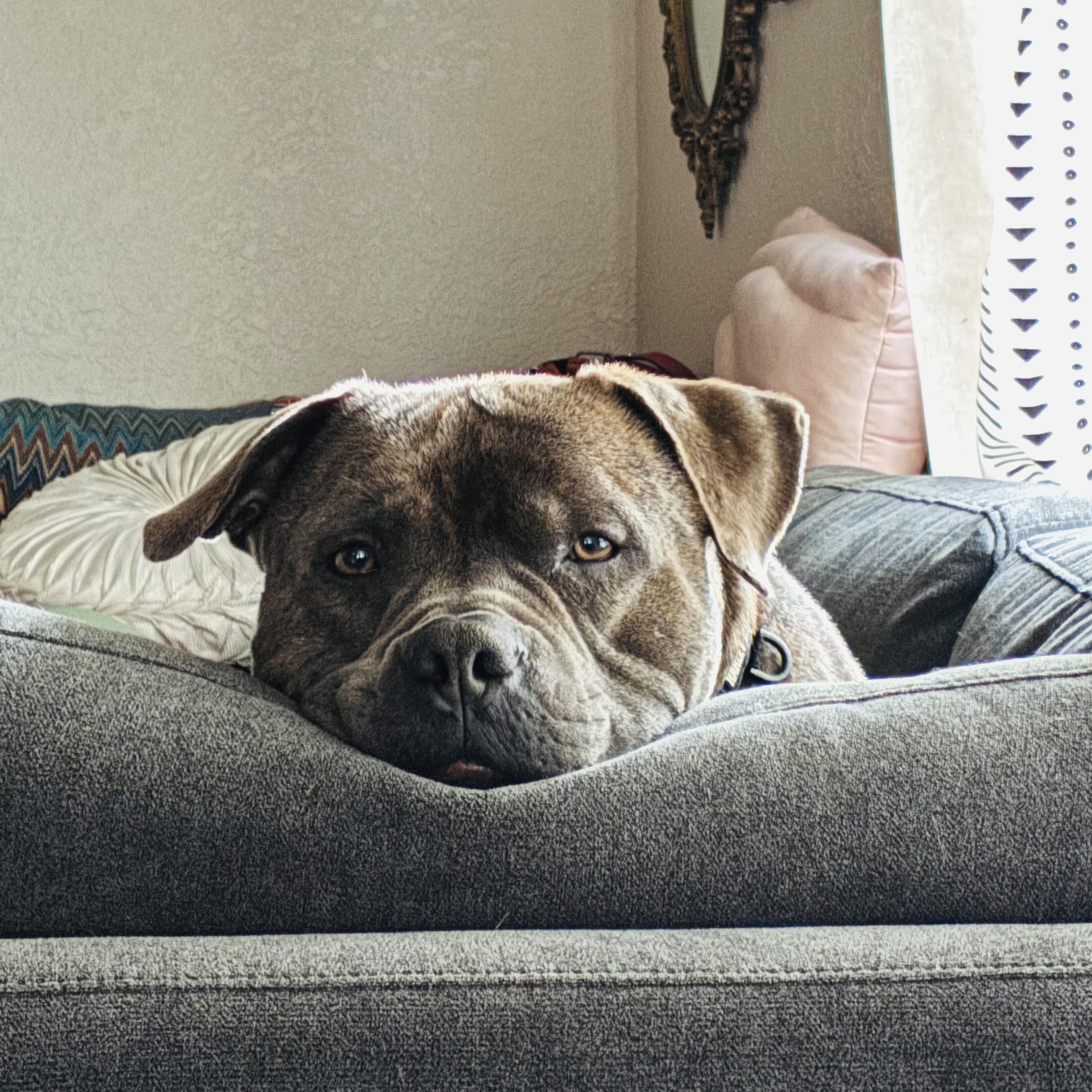 Rocko , a Adoptable mixed breed in Portland, OR image 5/6