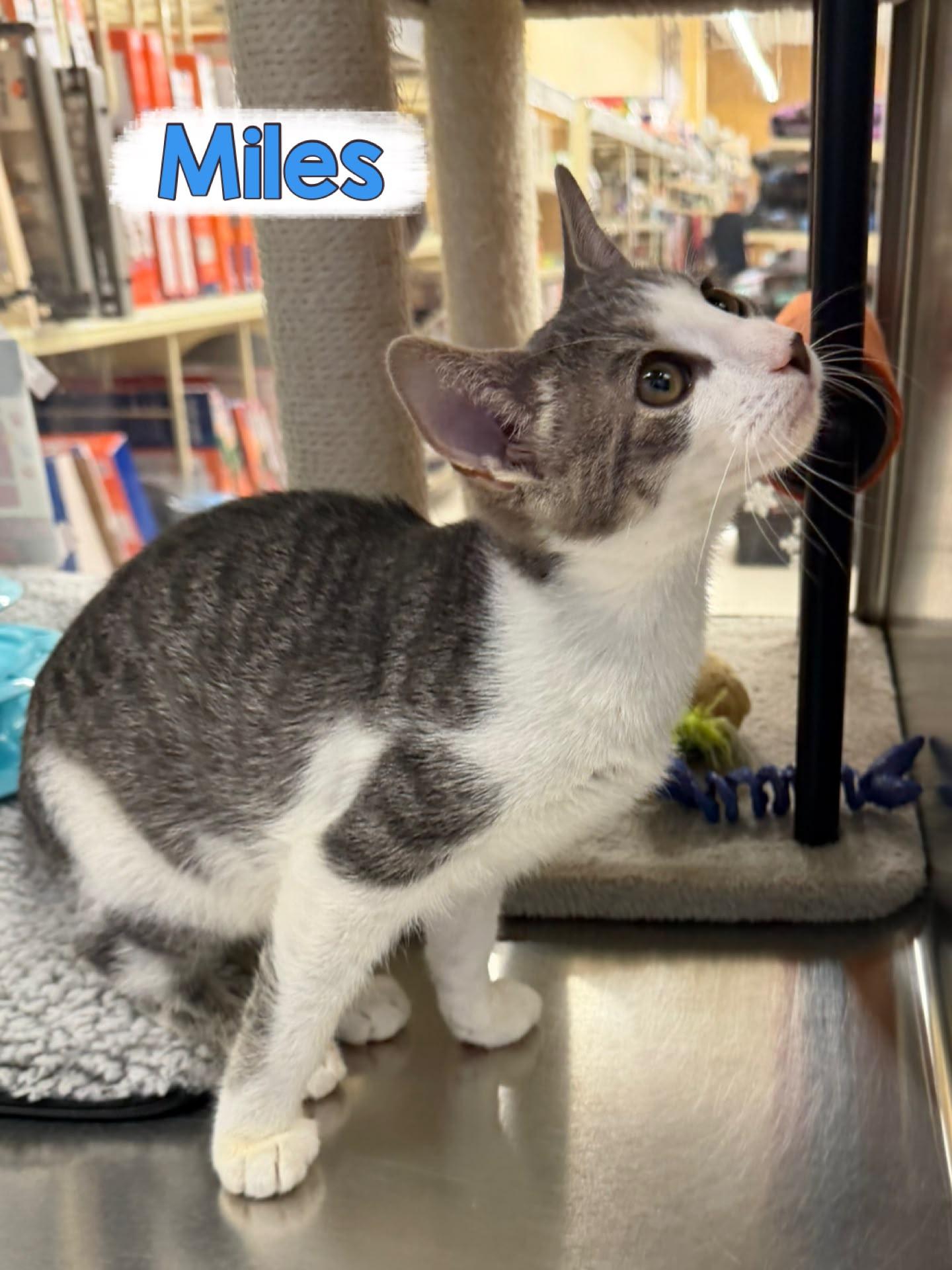 Enlarge Miles, a Adoptable Domestic Short Hair in Spring Lake, NJ image 1/3