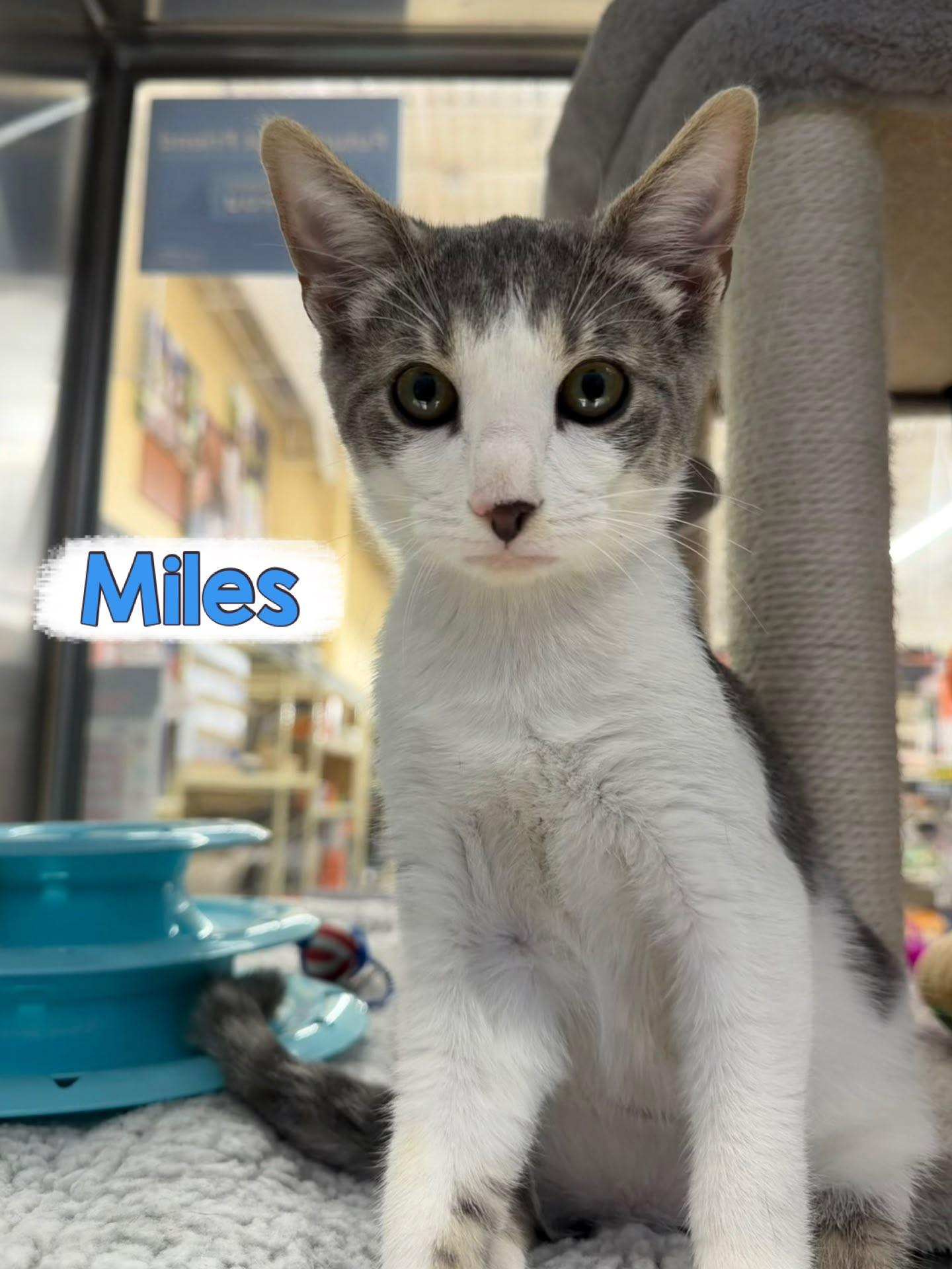 Enlarge Miles, a Adoptable Domestic Short Hair in Spring Lake, NJ image 2/3