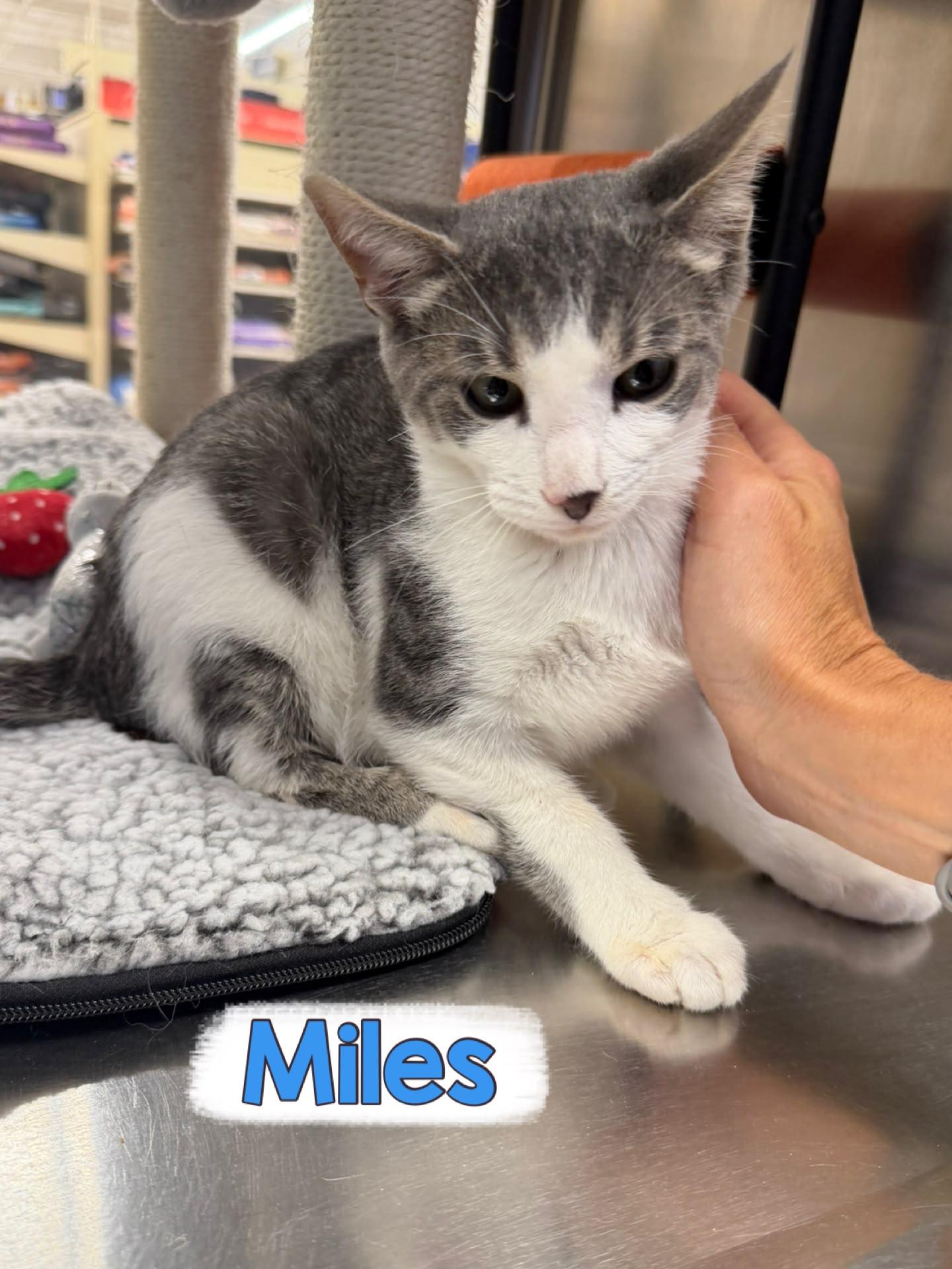 Enlarge Miles, a Adoptable Domestic Short Hair in Spring Lake, NJ image 3/3