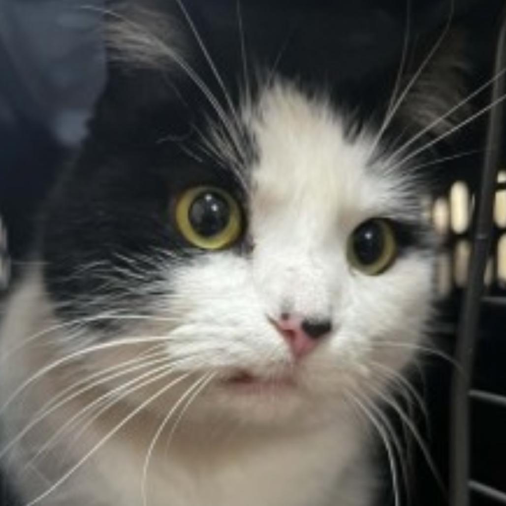 Enlarge Lucy, a Adoptable Domestic Short Hair in Granby, MO image 1/1