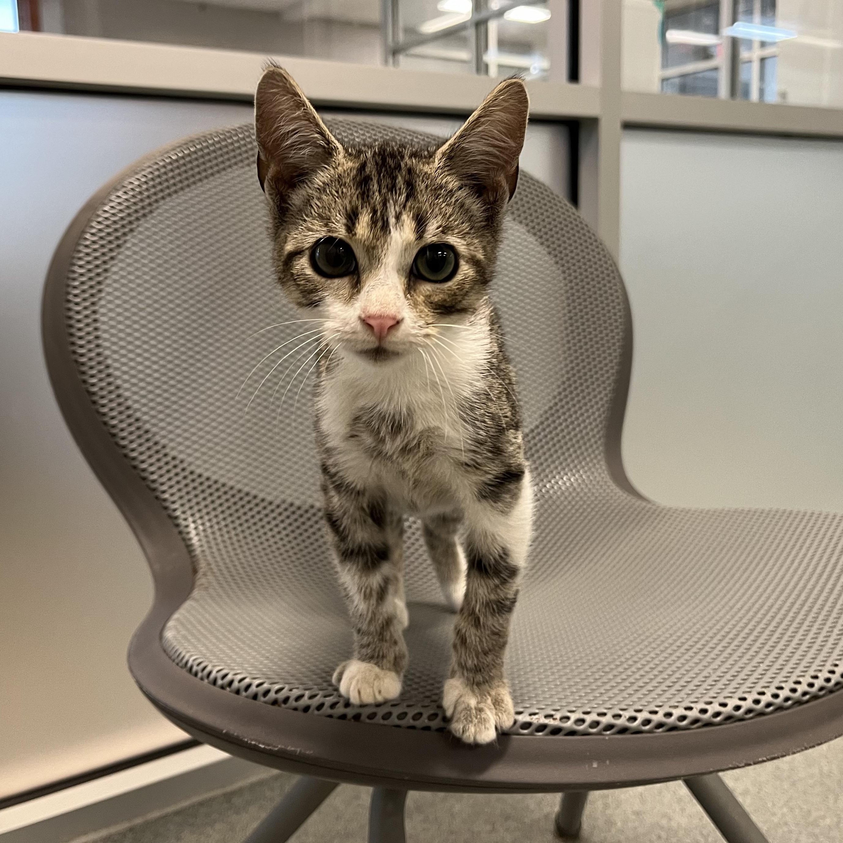 Cat for adoption Wally, a Domestic Short Hair in Randleman, NC