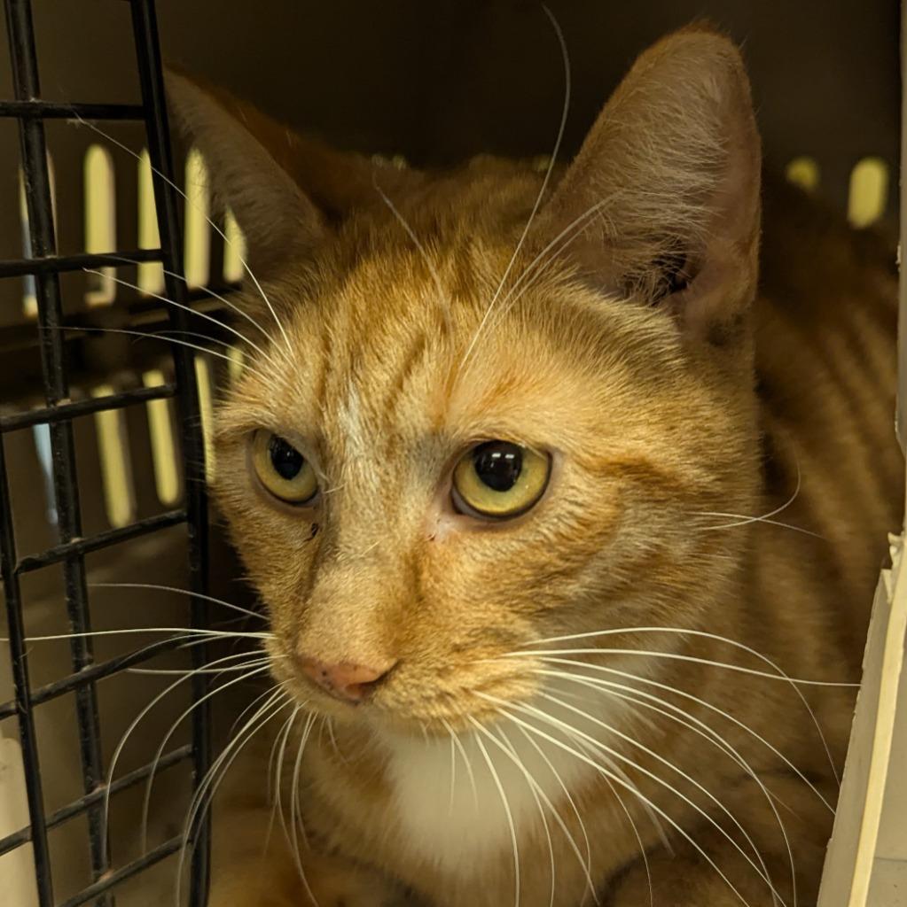 Enlarge Garfield, a Adoptable mixed breed in Aberdeen, WA image 2/2