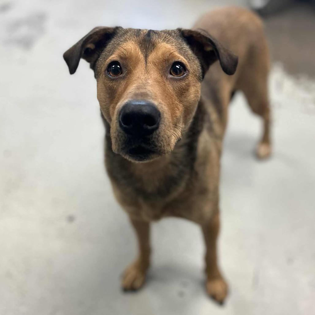 Annie, Adoptable, Adult Female Labrador Retriever & Greyhound.