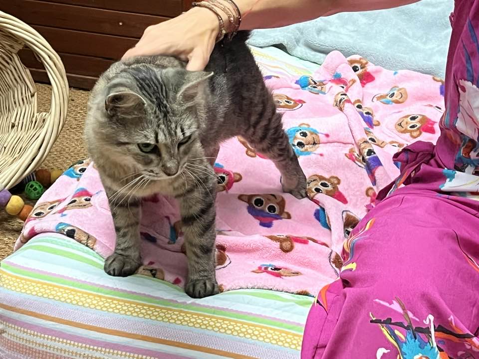 Joanna (& Turtle), Adoptable, Adult Female Domestic Medium Hair.