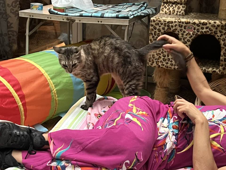 Enlarge Joanna (& Turtle), a Adoptable Domestic Medium Hair in Montclair, NJ image 2/6