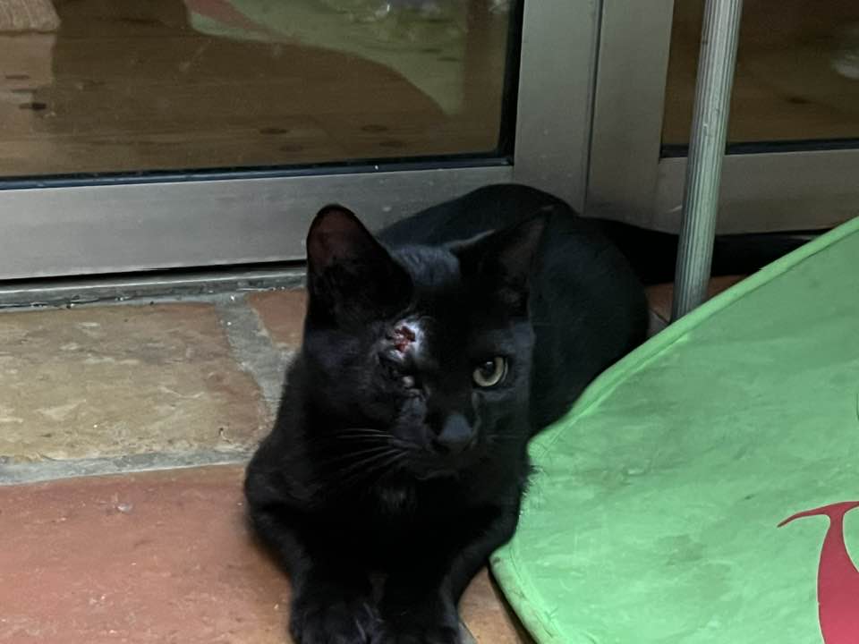 Enlarge Joanna (& Turtle), a Adoptable Domestic Medium Hair in Montclair, NJ image 4/6