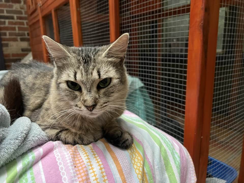 Enlarge Joanna (& Turtle), a Adoptable Domestic Medium Hair in Montclair, NJ image 5/6