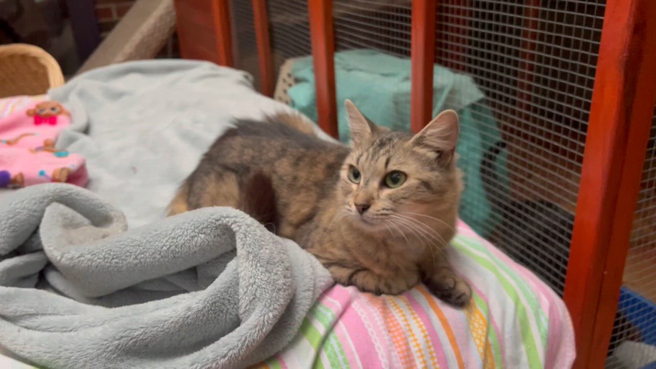 Enlarge Joanna (& Turtle), a Adoptable Domestic Medium Hair in Montclair, NJ video 6/6