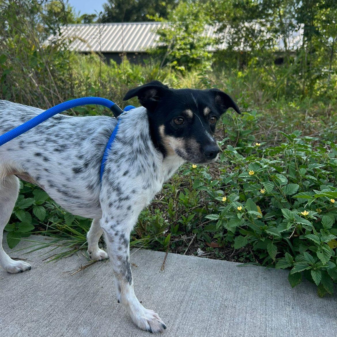 Enlarge Hailey, a Adoptable mixed breed in Cincinnati, OH image 1/6