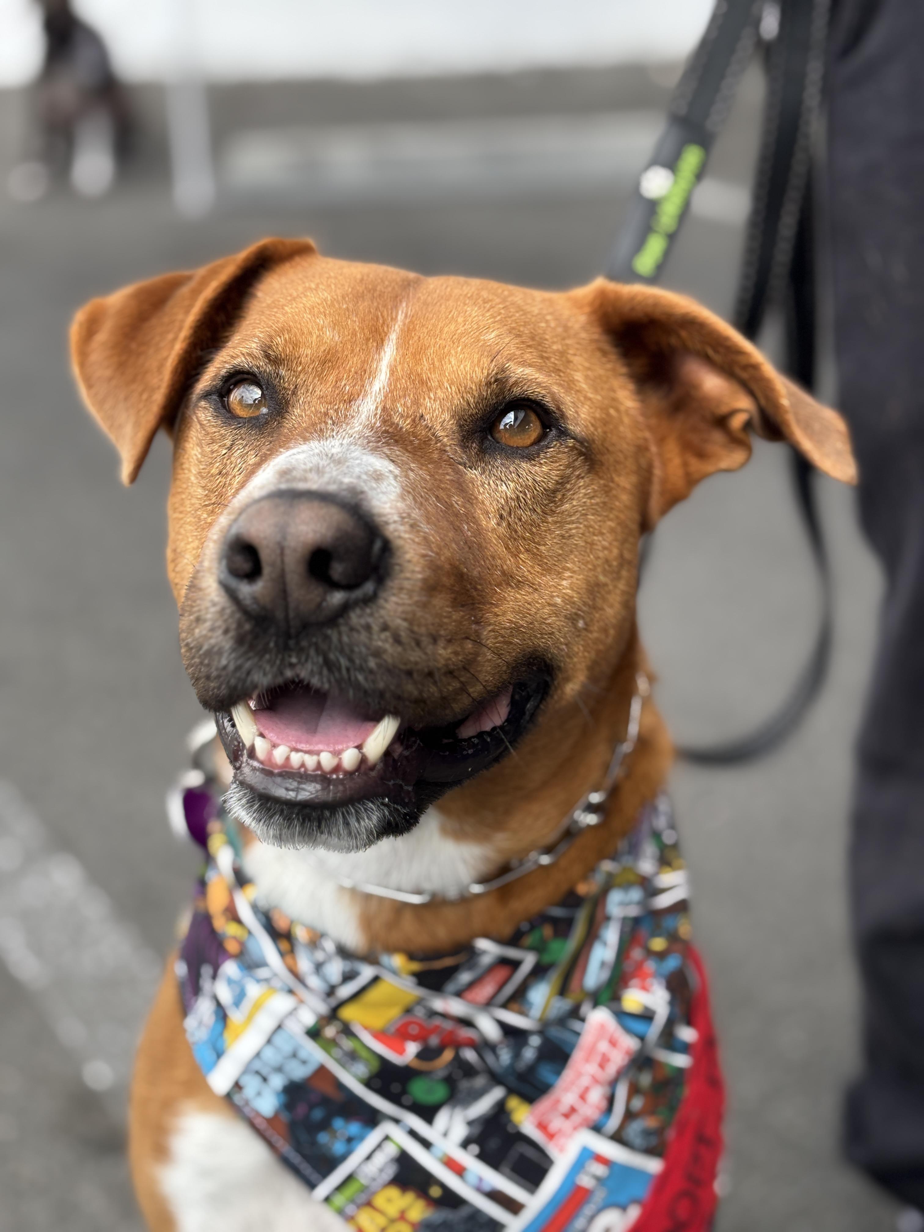 Meet Gus a 4 year old 65 lb Lab mix who is SO ready to be your best friend furever