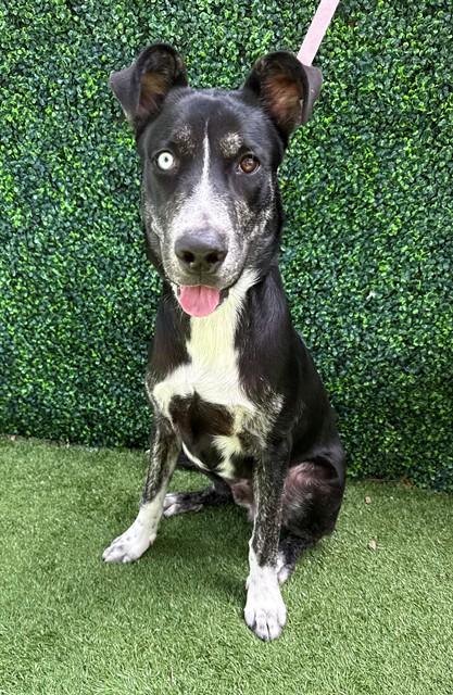 Enlarge PICASSO, a Adoptable Labrador Retriever in Naples, FL image 1/1