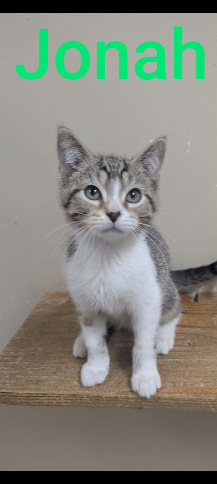 Jonah, ADOPTABLE, Kitten Male Domestic Short Hair.