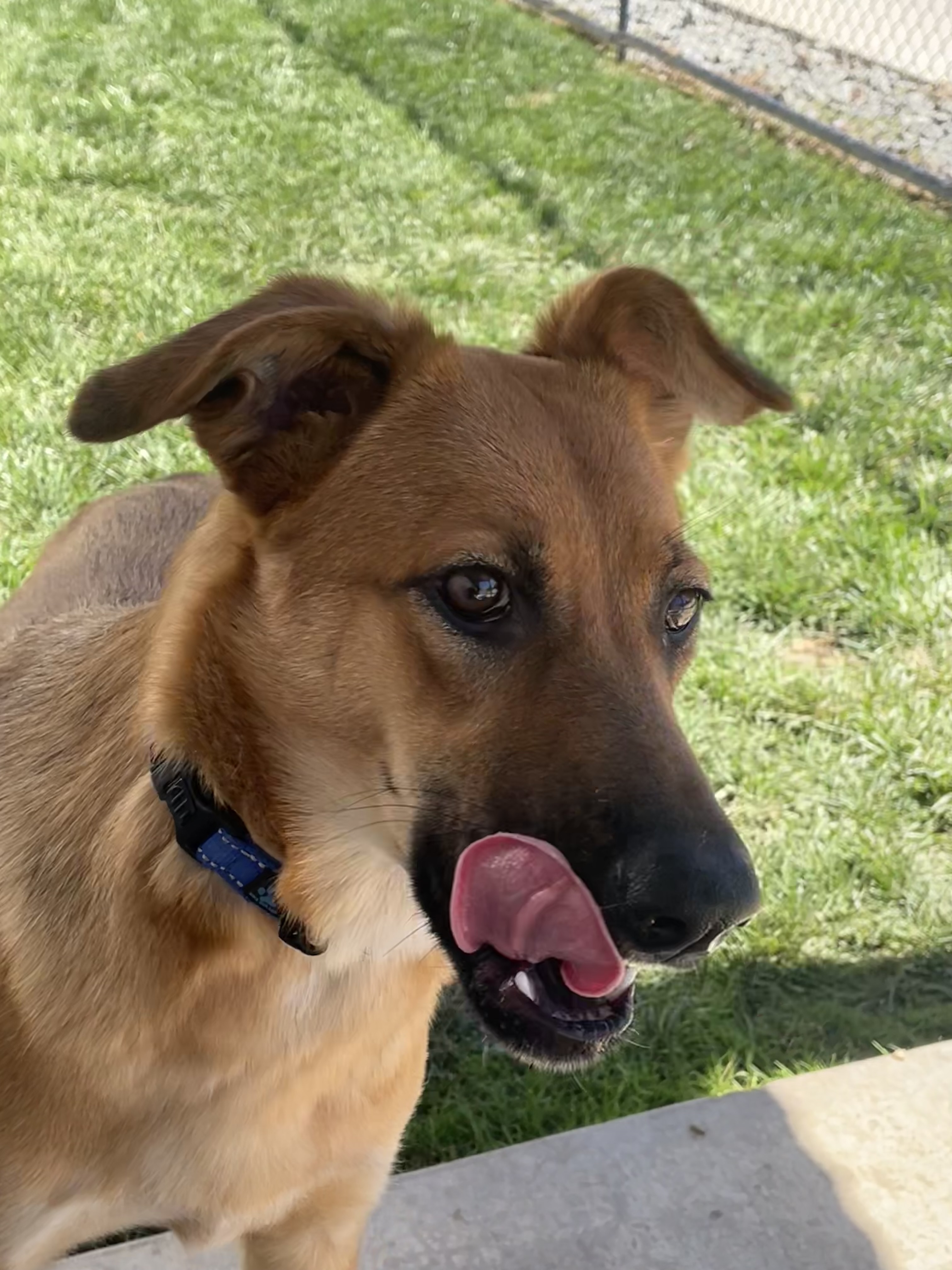 Enlarge Duchess, a Adoptable German Shepherd Dog in Lodi, CA image 2/5