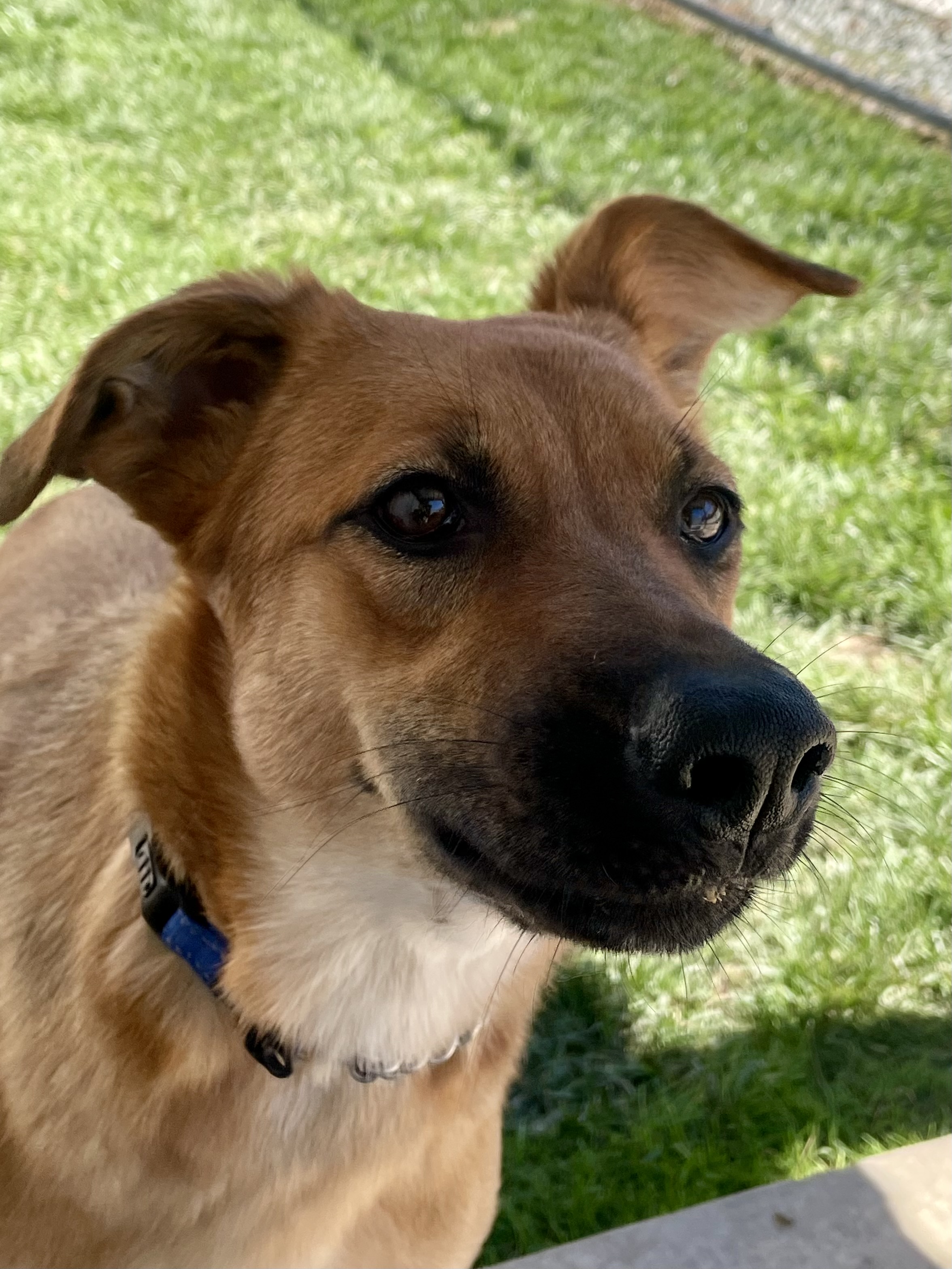 Enlarge Duchess, a Adoptable German Shepherd Dog in Lodi, CA image 3/5
