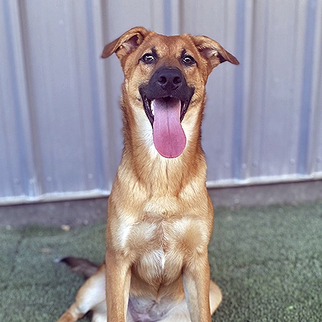 Duchess, Adoptable, Adult Female German Shepherd Dog.