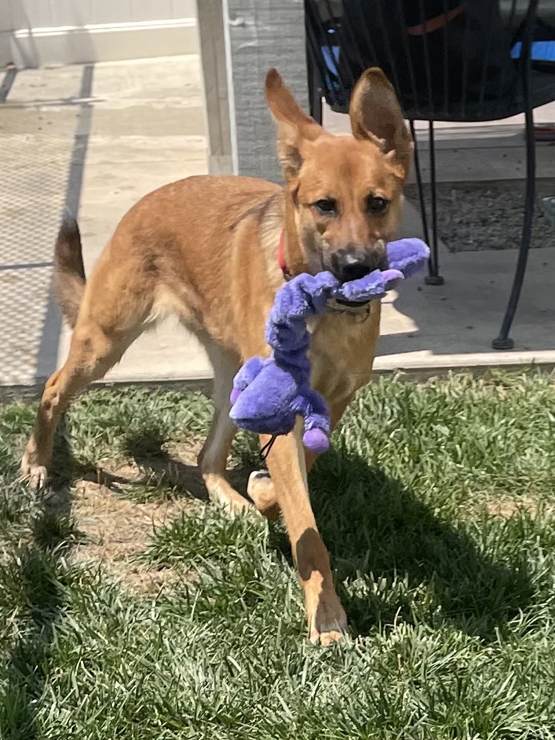 Enlarge Duchess, a Adoptable German Shepherd Dog in Lodi, CA image 4/5