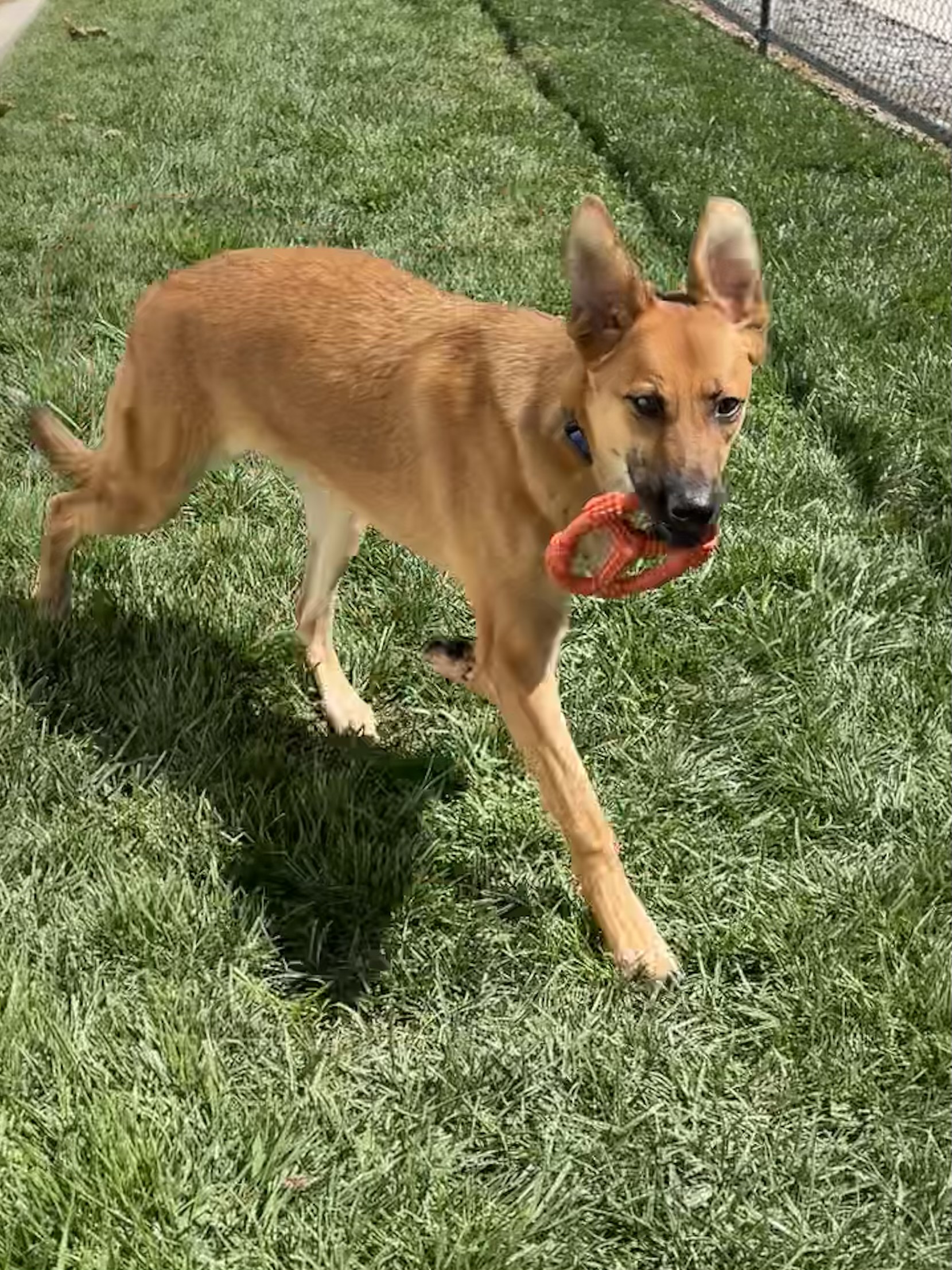 Enlarge Duchess, a Adoptable German Shepherd Dog in Lodi, CA image 5/5