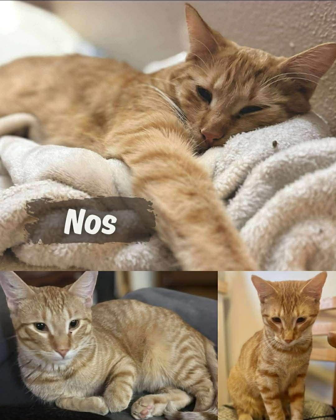 Nos, ADOPTABLE, Young Male Domestic Short Hair.