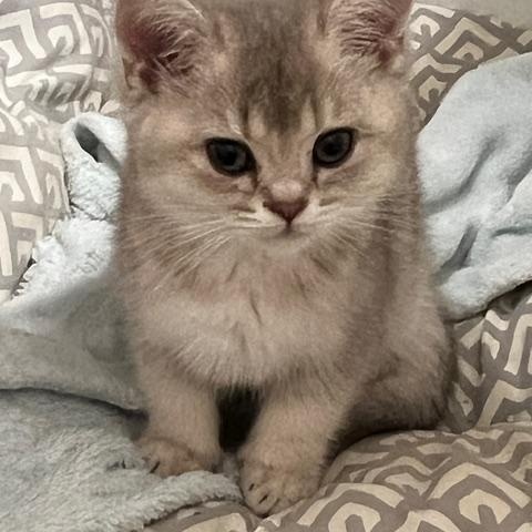 Fifi, adoptable, Young Female Scottish Fold.