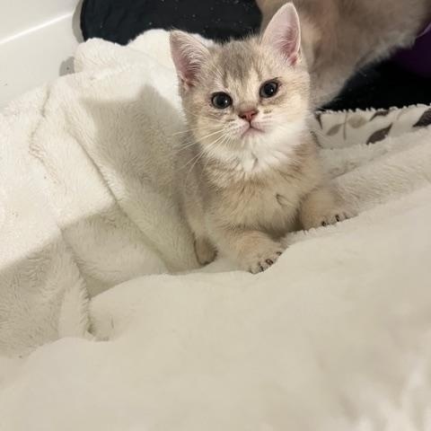 Enlarge Fifi, an adoptable mixed breed in Waxhaw, NC image 2/4