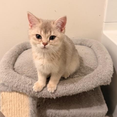 Enlarge Fifi, an adoptable mixed breed in Waxhaw, NC image 4/4