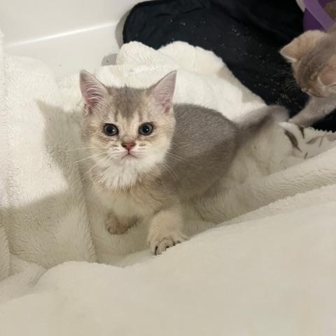 Enlarge Fifi, an adoptable mixed breed in Waxhaw, NC image 3/4