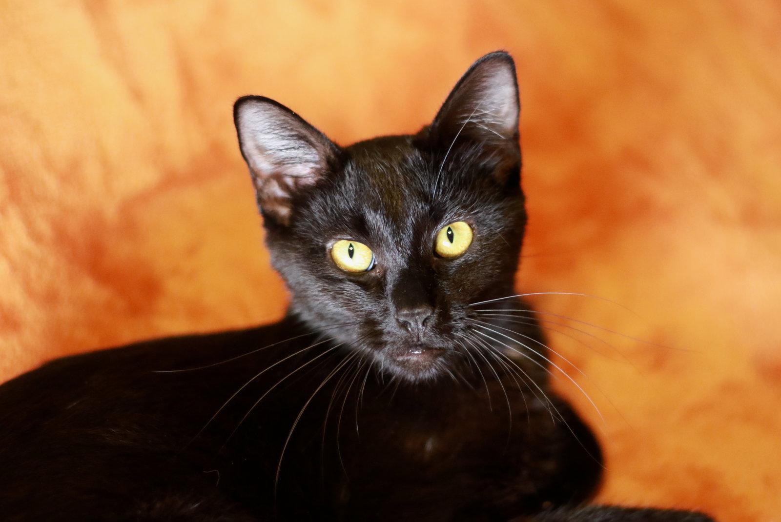 Rickie, Adoptable, Young Female Domestic Short Hair.