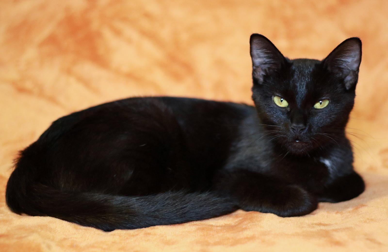 Enlarge Rickie, a Adoptable Domestic Short Hair in Mankato, MN image 2/3