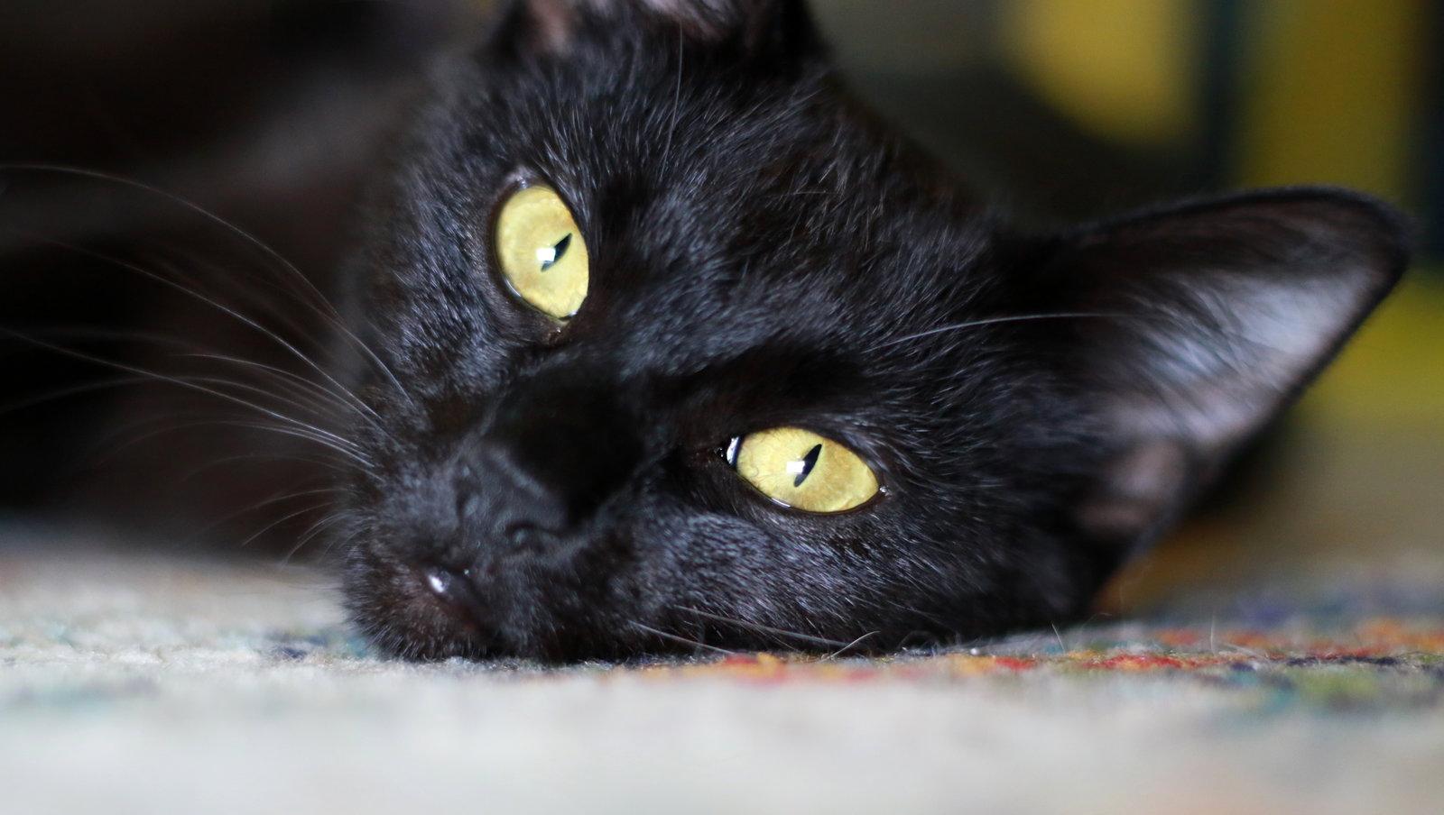 Enlarge Rickie, a Adoptable Domestic Short Hair in Mankato, MN image 3/3