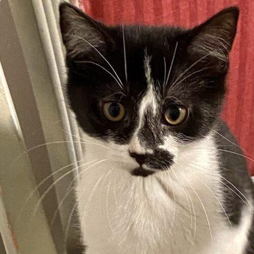 Dolly, Adoptable, Kitten Female Domestic Short Hair.