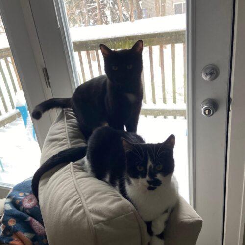 Enlarge Dolly, a Adoptable Domestic Short Hair in Fishers, IN image 2/5