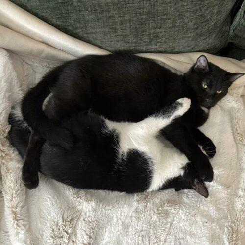 Enlarge Dolly, a Adoptable Domestic Short Hair in Fishers, IN image 4/5