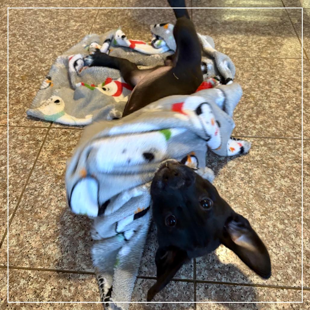 Trella Inez, Adoptable, Puppy Female Labrador Retriever & Mixed Breed.