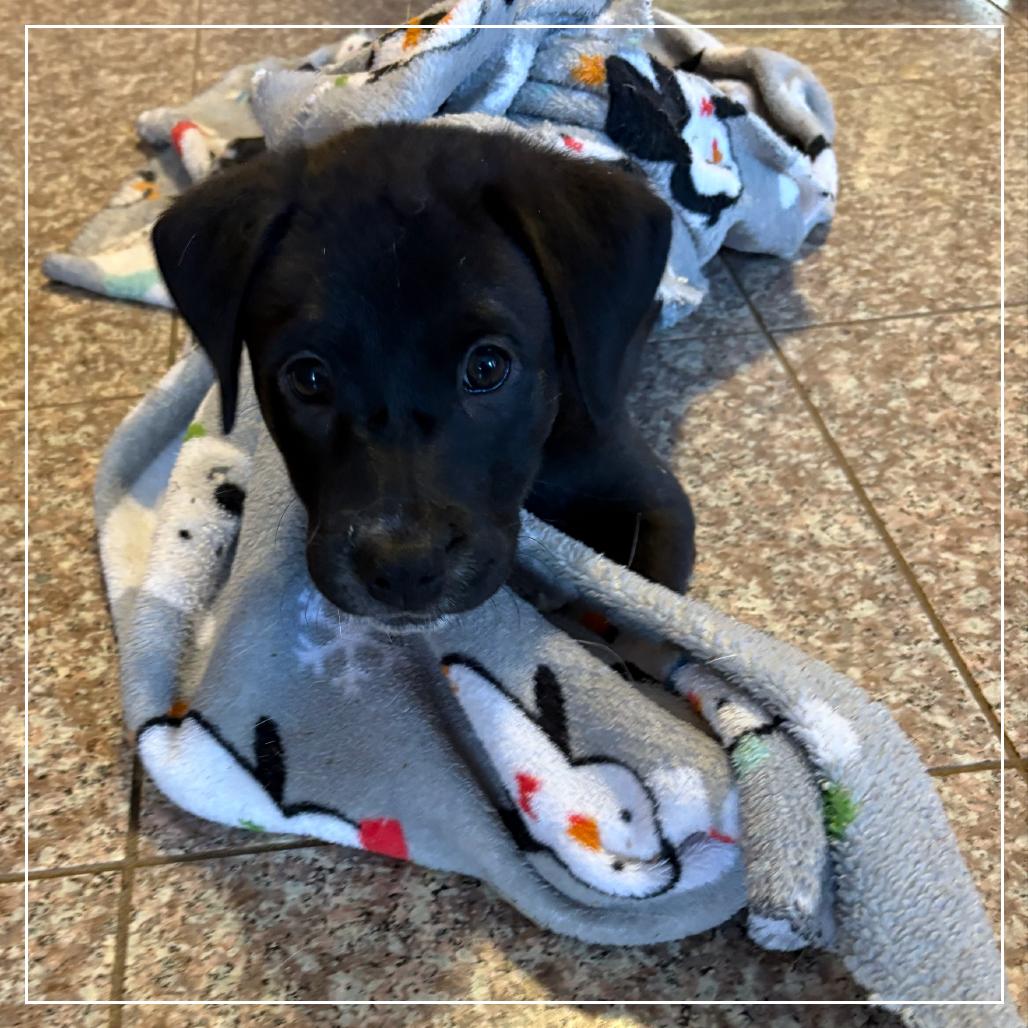 Enlarge Trella Inez, a Adoptable mixed breed in Little Rock, AR image 2/6